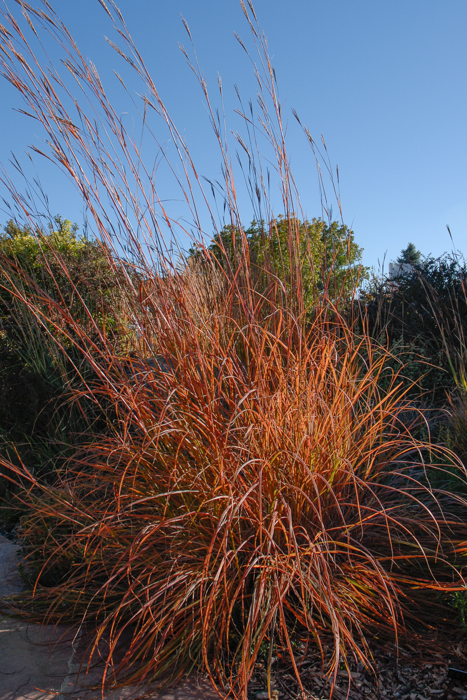 Big Bluestem